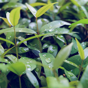 雨水在绿叶质上的露珠图片