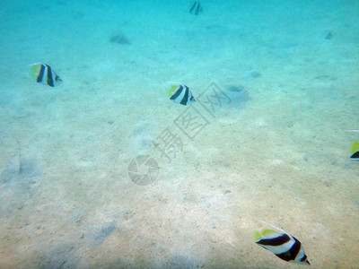 法属波利尼西亚帕皮提环礁图片