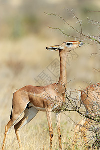 肯尼亚北部Samburu公园的G图片
