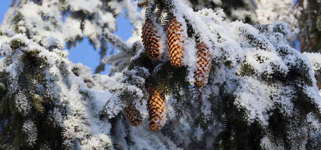 覆盖的Spruce树分支图片