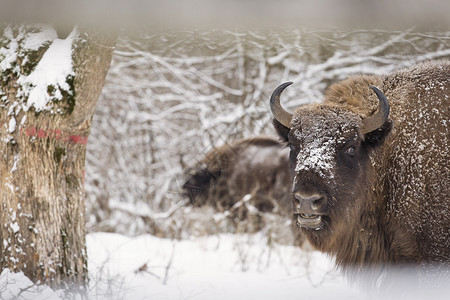 在斯诺的野牛冬日图片