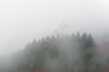 有雾的森林的概述图片