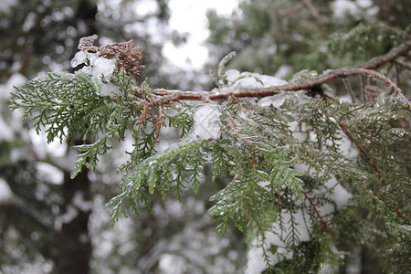 雪下的绿色树枝arbo图片