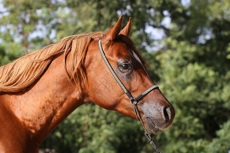 一匹漂亮的阿拉伯骑马头部中背景图片