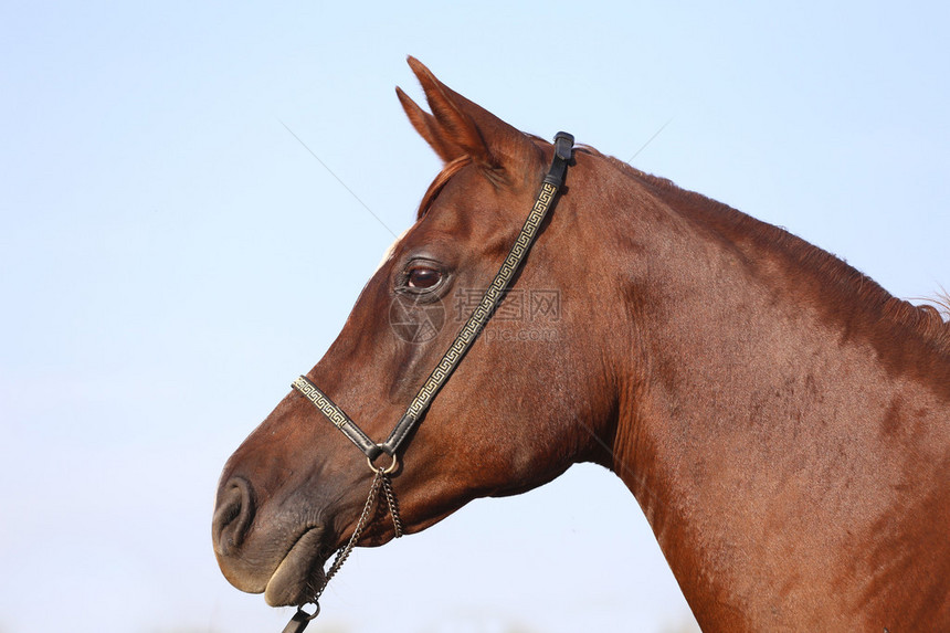一匹年轻纯种阿拉伯种马的侧视图图片
