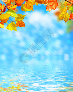 秋天的落叶映衬着蓝天云朵金色的秋天图片