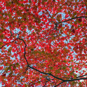 日本秋天的枫树图片