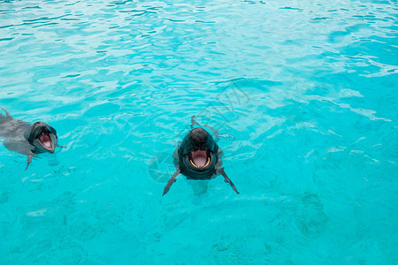 水族馆水中的海豚和鲸鱼图片