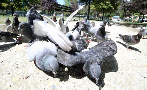 鸽子和鸽子饿了吃公园里的面包屑图片