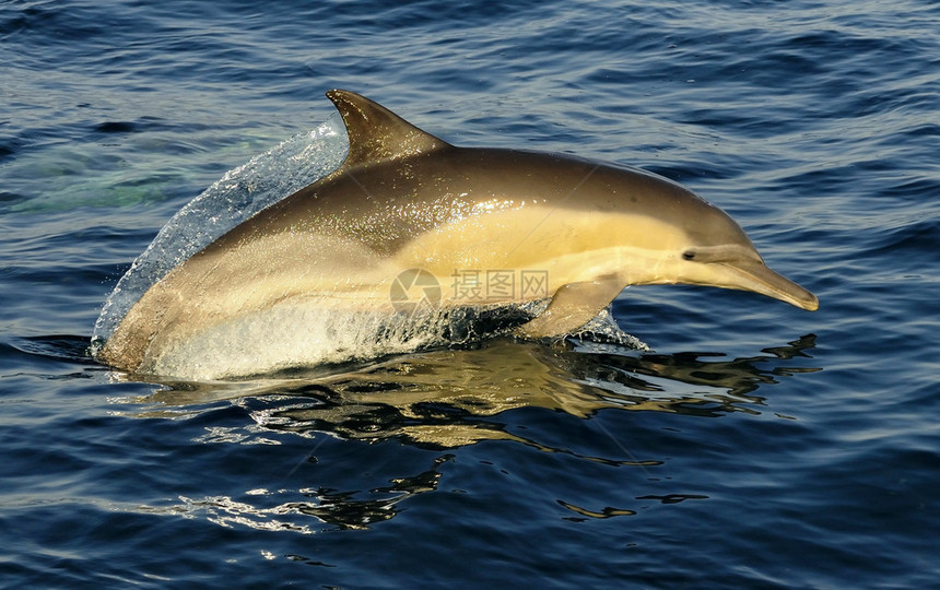 在海里游泳跳跃的海豚从水中升起长喙海豚图片