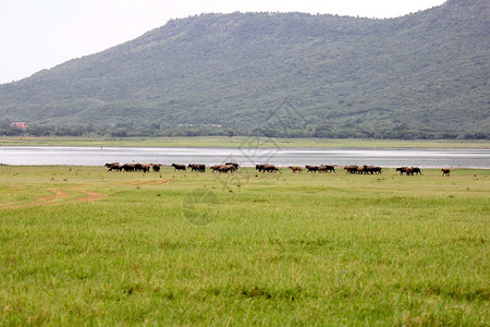 夏天的山河和牧场的水牛图片