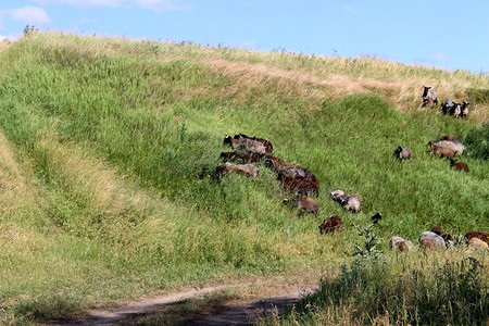 一群羊在草地上吃草图片
