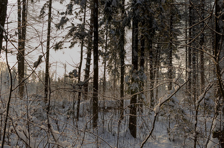 冬季森林的照片图片