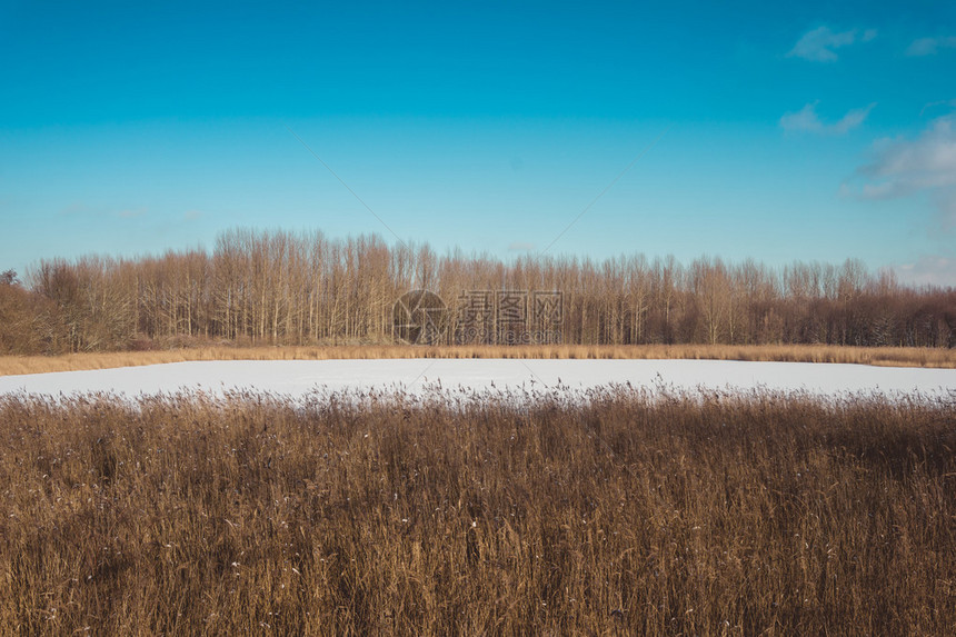 阳光明媚的冬日蓝天晴朗的森林湿地环境中被雪覆盖的空地或被长干棕草包围的湖图片