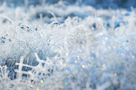 冬天有白霜的冷冻植物图片