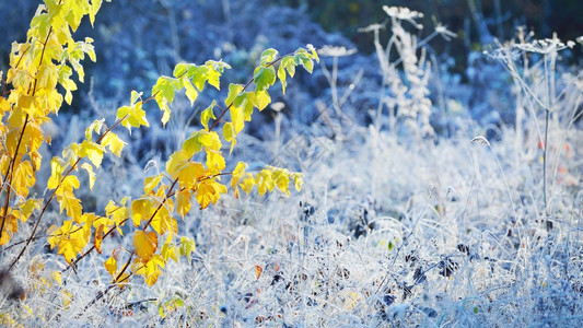 结冰的植物和白霜的风景图片