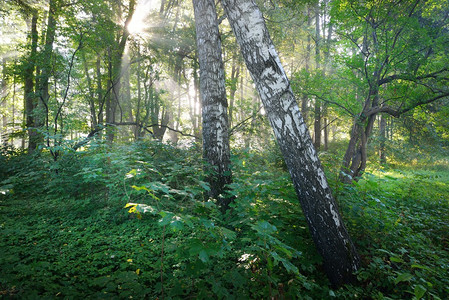在森林的雾中阳光照图片