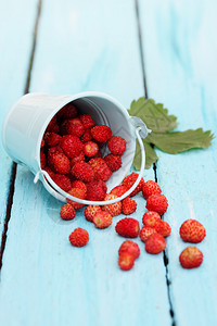 新鲜的红草莓森林的野小草莓背景图片