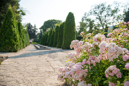 园艺中的景观美化花园的路径有选择的焦图片