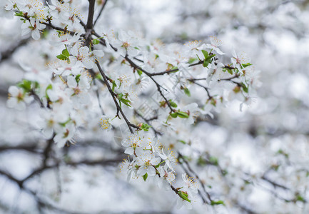 日本公园樱花关闭图片