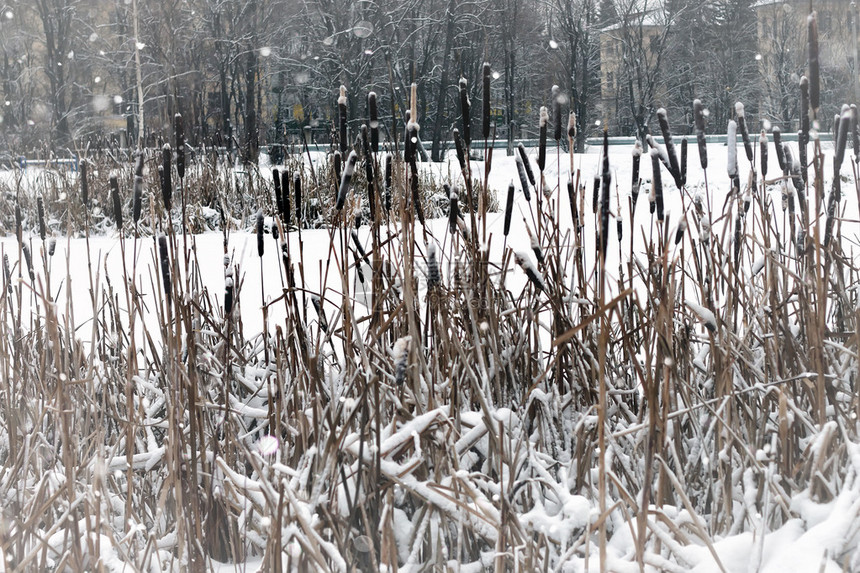 雪冬的草木图片
