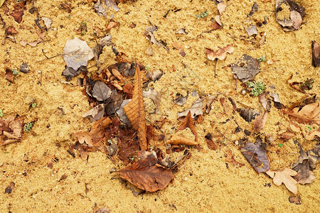 在湿泥沙土路上的秋叶沙地上的腐烂深图片