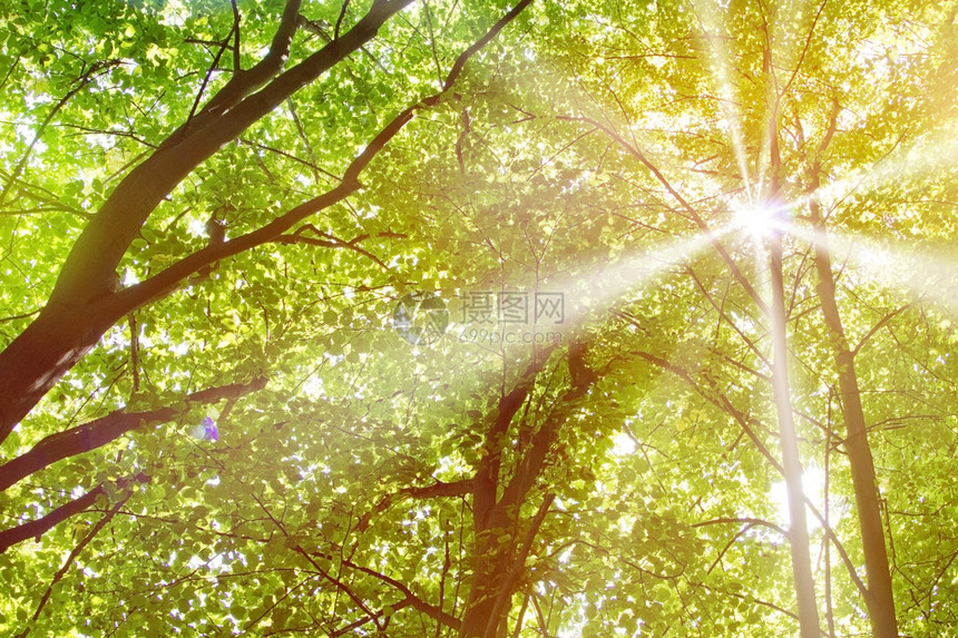 森林树木绿叶和太阳光线图片