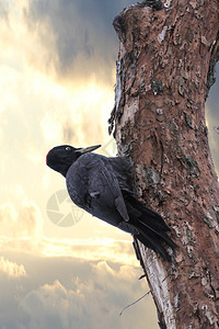 森林鸟类生活在野外的树上图片
