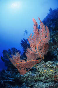 太平洋斐济群岛UW相片珊瑚礁墙上的热带红色山地人背景图片
