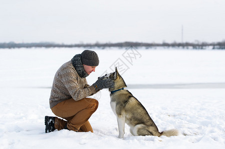 狗饲养员训练一只狗这只狗养了西伯利图片