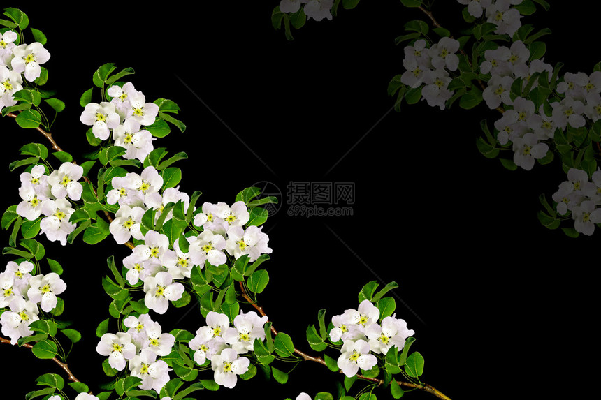 白苹果花枝在黑色图片