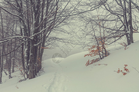 冬天美丽的风景雪域森林图片