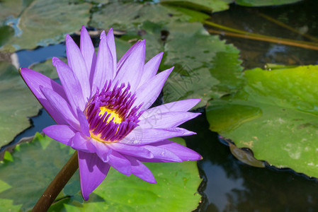 花园莲花池上美丽的紫色莲花图片
