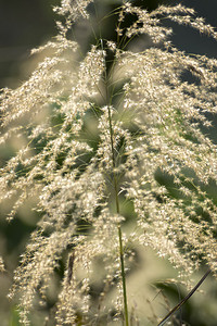 夏天的棕草失焦图像图片
