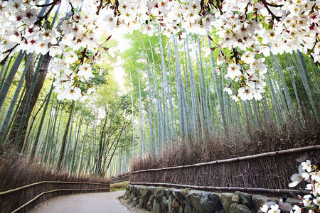 日本京都美丽的樱花季节形象图片