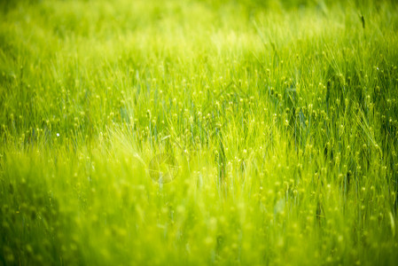 春季绿麦田图片
