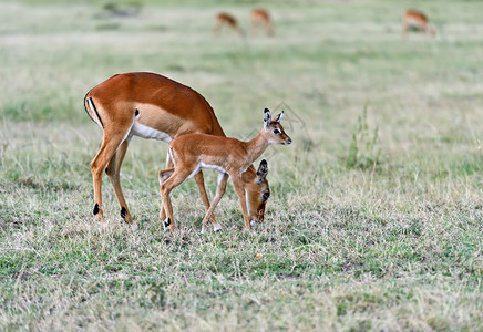 Avfikanskoy草原中的AntelopeImp图片