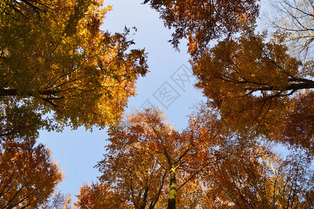在森林的秋天美丽的叶子图片