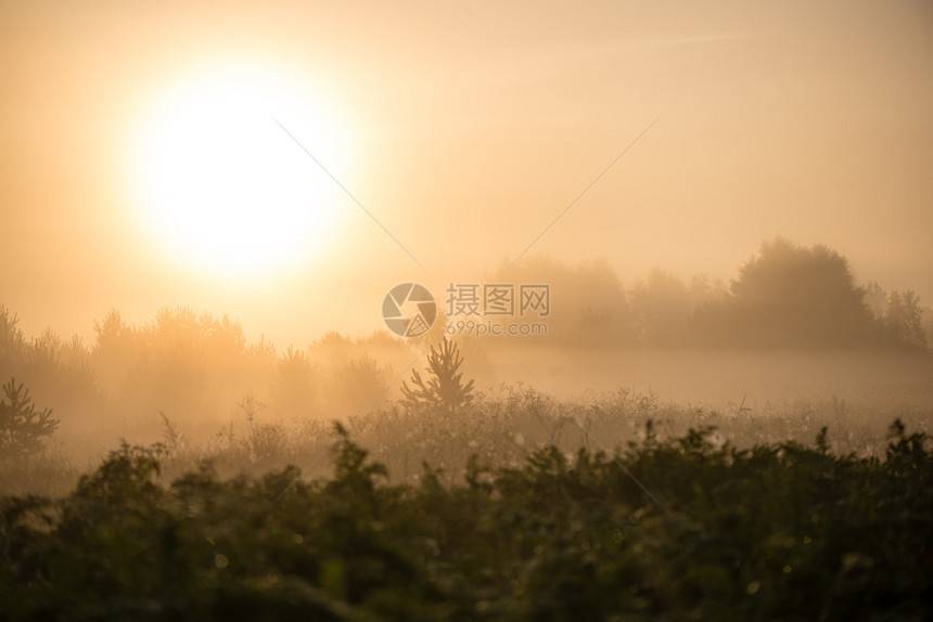 夏日阳光照耀的草图片