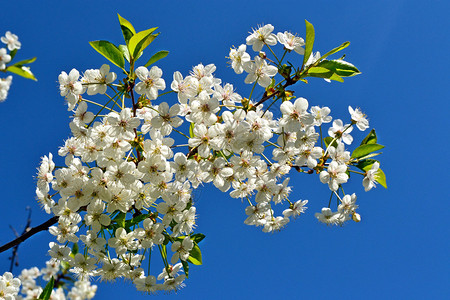春天的风景开花的樱桃春天开花的园图片