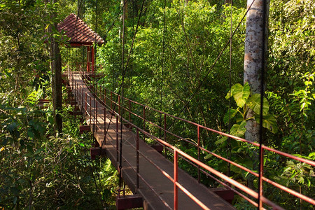 泰国热带雨林中的树冠漫步图片