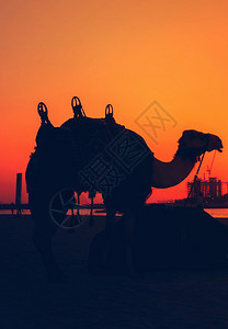 迪拜剪影骆驼在日落背景图片
