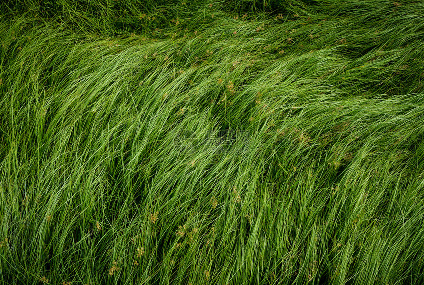 高尔夫球绿色草模式的背图片