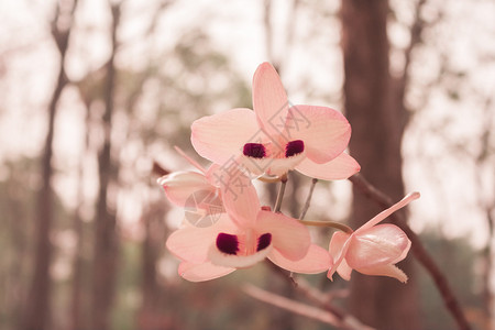 森林中的石斛兰花图片