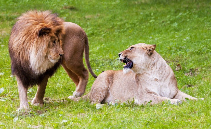 狮子和母狮母狮不开心图片