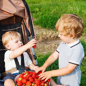 两个可爱的小男孩和朋友夏天在草莓农场玩得开心孩子们吃健康的有机食品图片