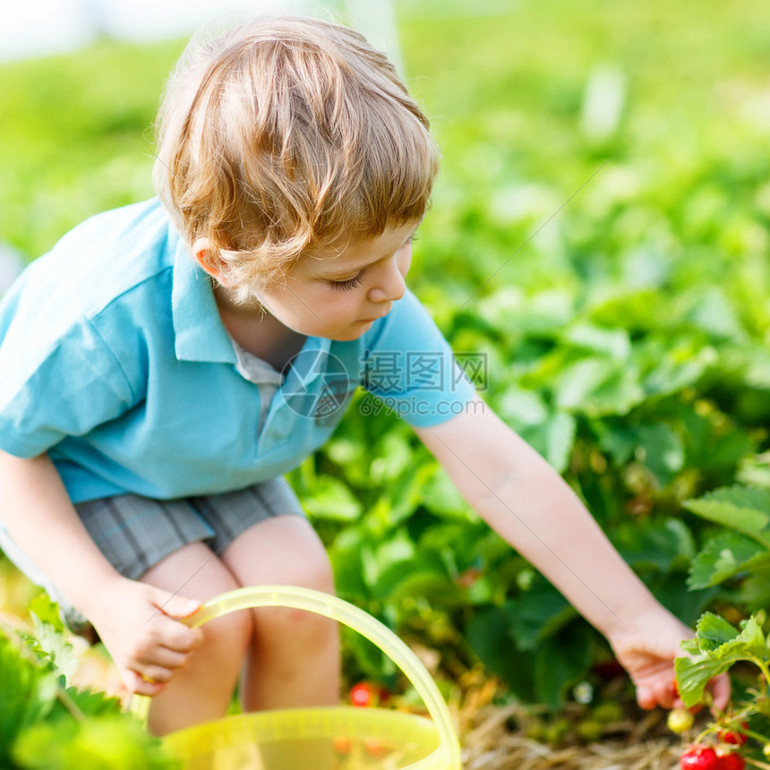 可爱的蹒跚学步的小男孩在夏天在温暖的阳光明媚的日子里在有机采摘草莓农场采摘和吃草莓收获领域儿童健康食品园图片