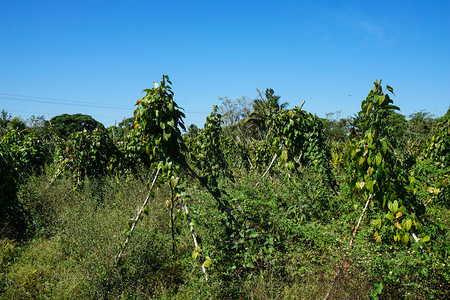 热带农业用地配有甘薯树种和植的图片