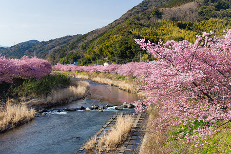 日本的樱花树和河流图片