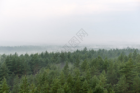 迷雾森林的全景遥远的地平线图片